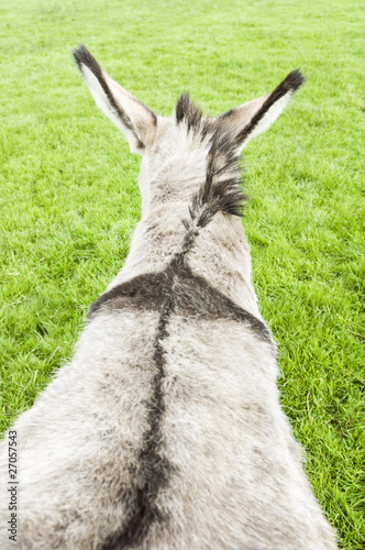 A rear view of a donkey