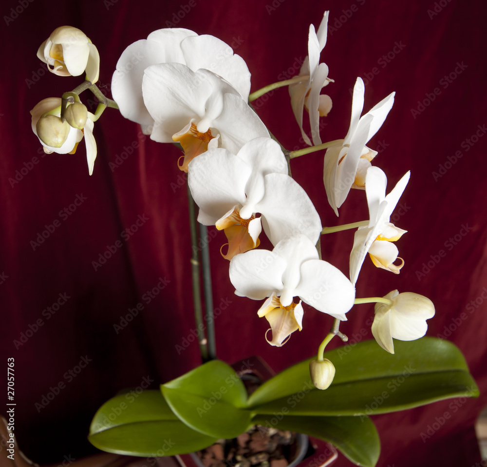 Obraz premium Shot from above, a phalaenopsis orchid