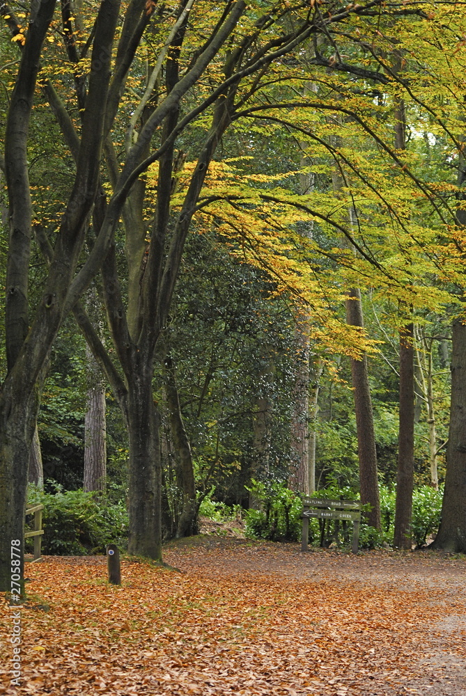 Fototapeta premium Woodland Walk