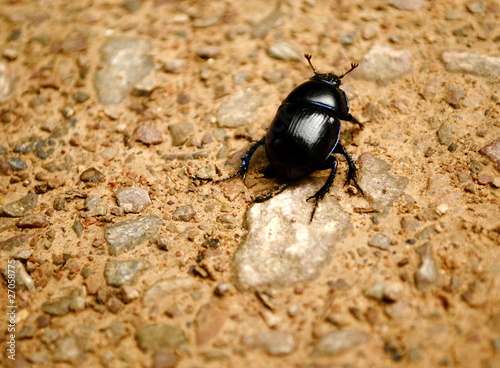 Beetle bum © jpearce2307