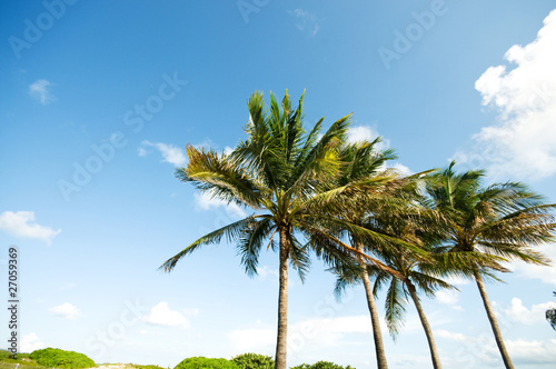 Fototapeta Naklejka Na Ścianę i Meble -  Palms trees on the beach during bright day
