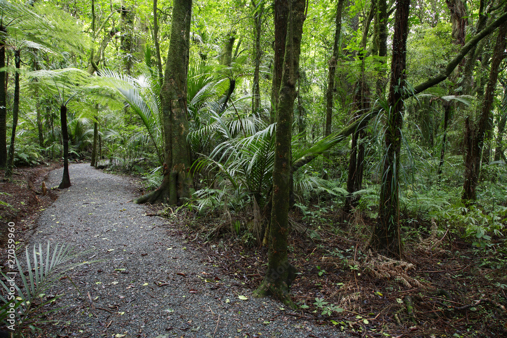 Tropical forest Tropical forest