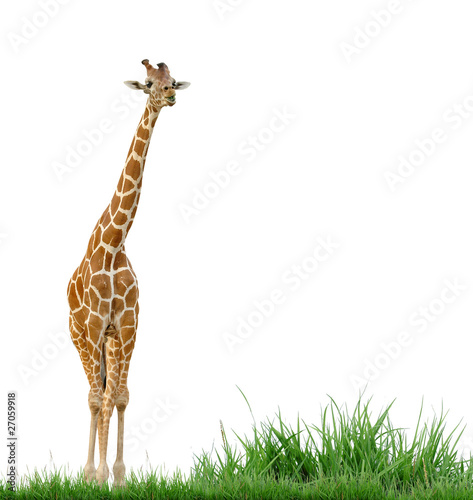 giraffe and grass isolated