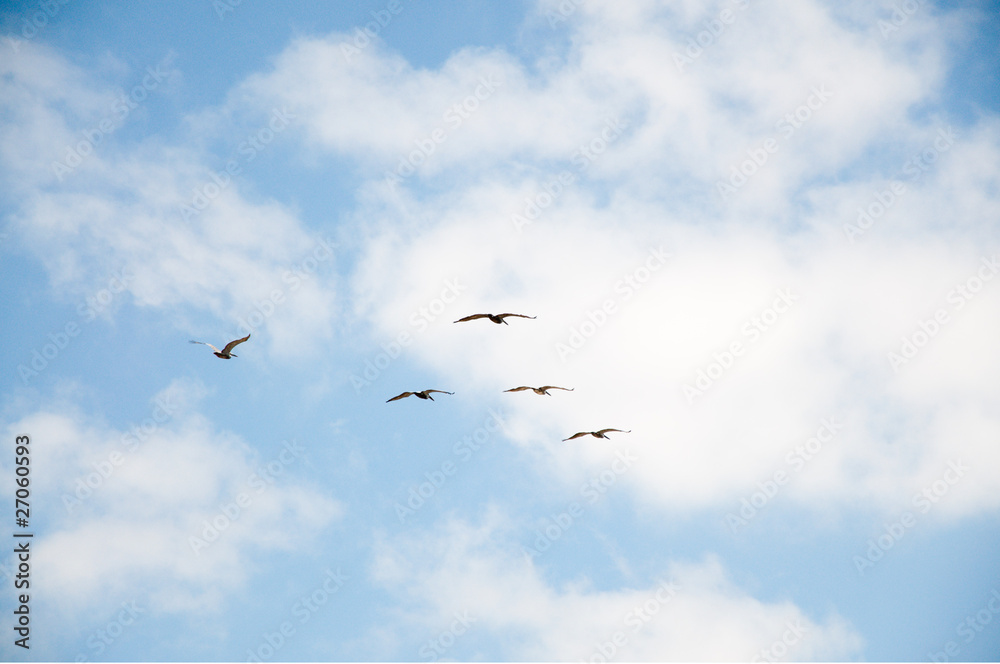 Flock of pelicans in the sky