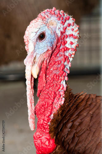 Colorful head of a tom turkey