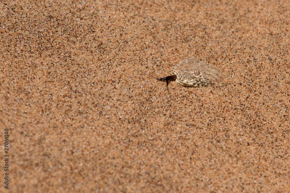 Sidewinder snake (Bitis Perinqueyi) Sidewinder snake (Bitis Perinqueyi)