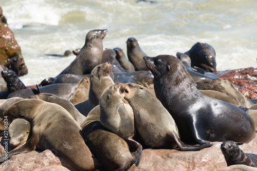 Seal Colony