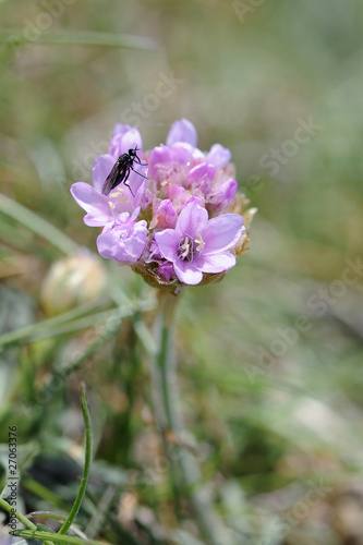 Insecte