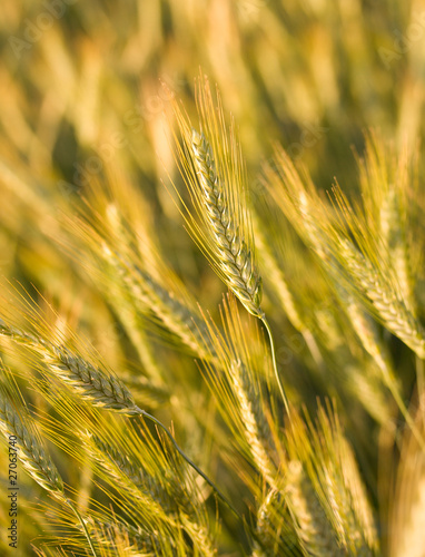 ripe wheat in field