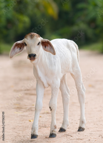 Cute, young calf with big ears