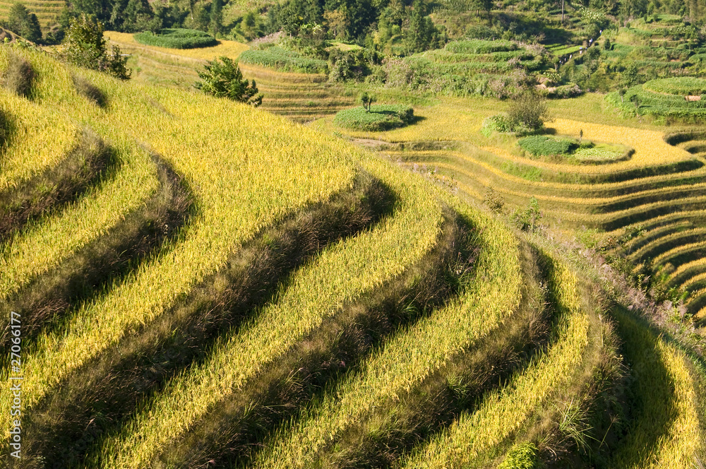 Rice terraces - Guangxi, south China
