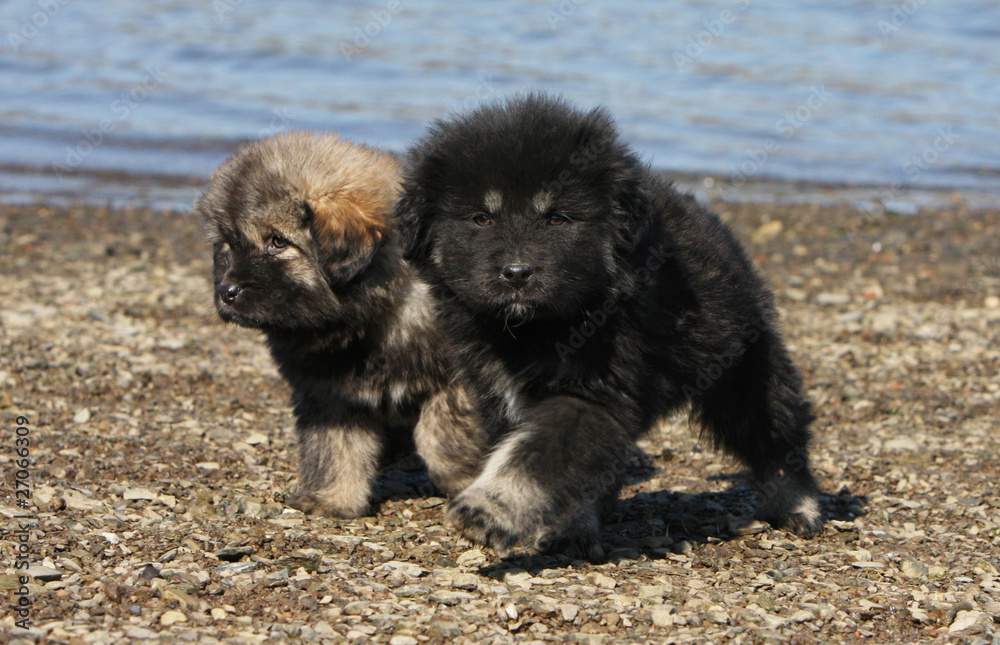 Fototapeta premium two young dogs on the beach