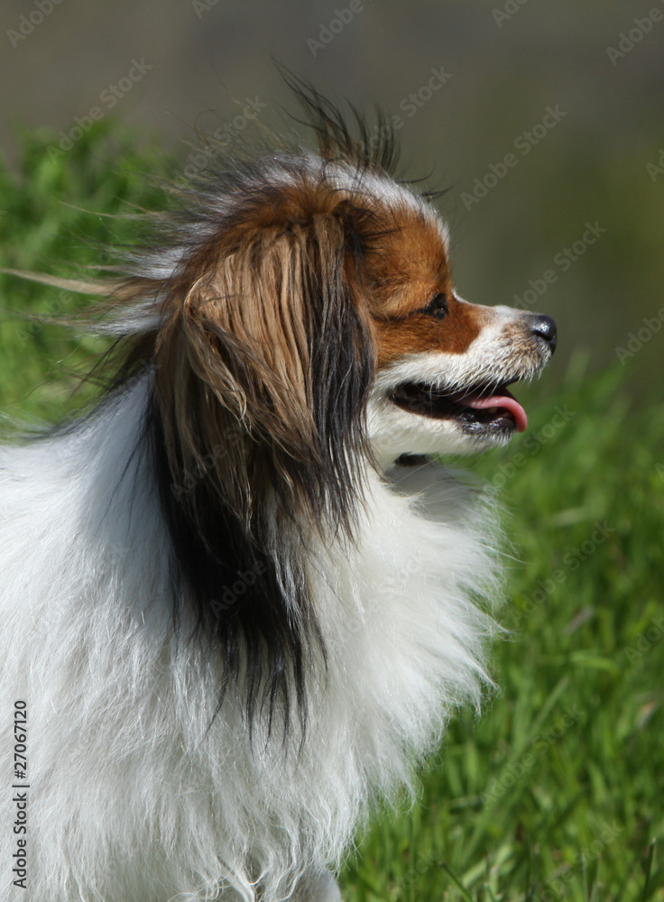 beautiful head of the continental toy spaniel