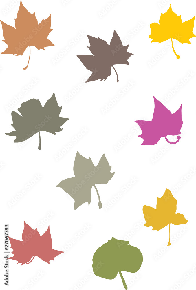 several leaves with different colors several leaves with different colors