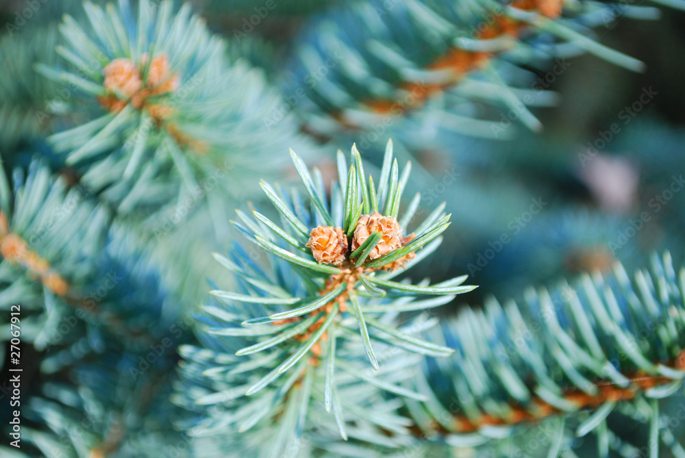 Pine tree Pine tree