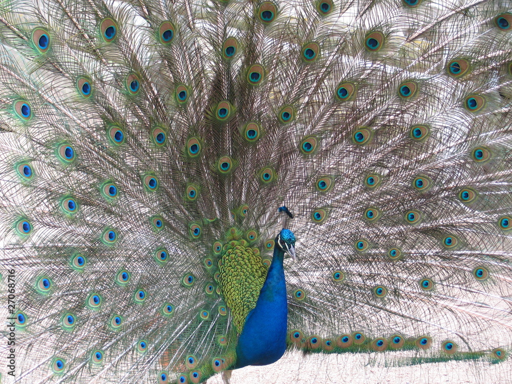 Obraz premium Pfau schlägt Rad