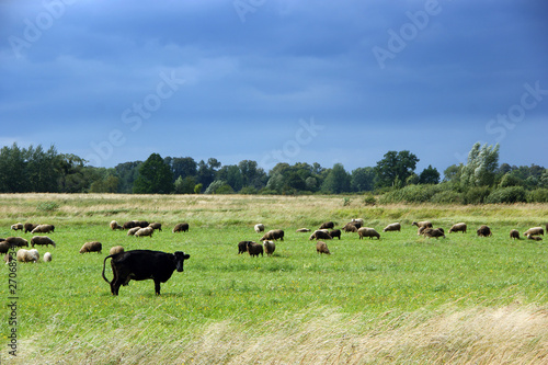 cow and sheep herd at the meadow - storm coming