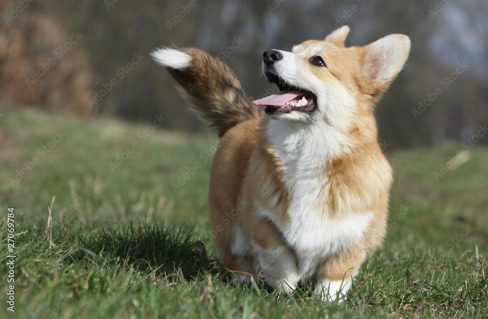 welsh corgi regardant son maître welsh corgi regardant son maître
