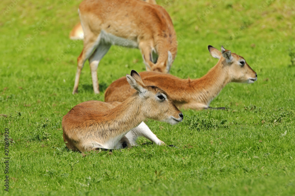 Kafue Flats Lechwe