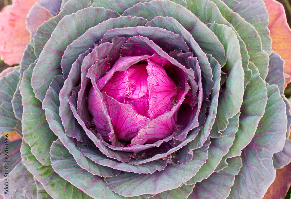 Obraz premium Decorative cabbage background