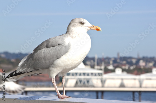 seagull standing by the sea