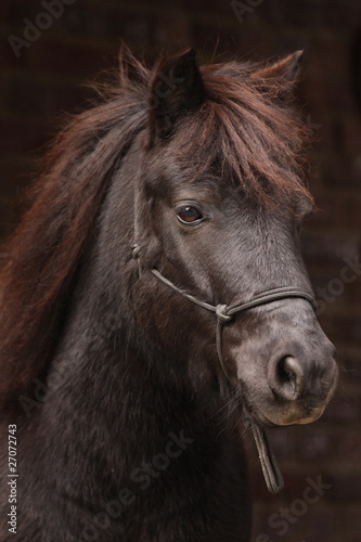 Dunkles Pony vor dunklem Hintergrund