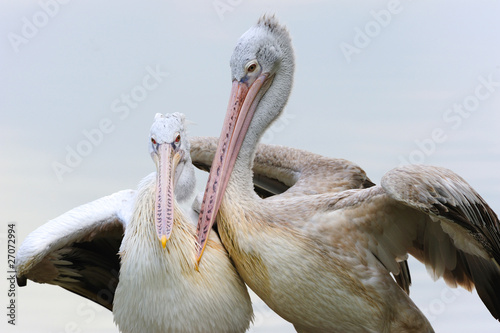 Pelicans in Love photo