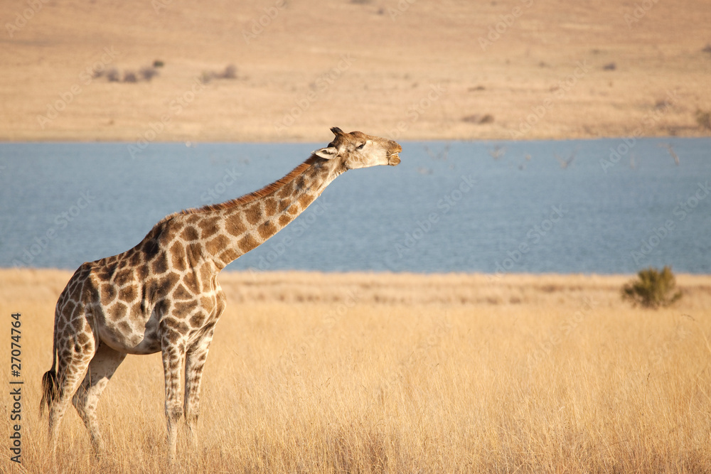 Obraz premium Giraffe