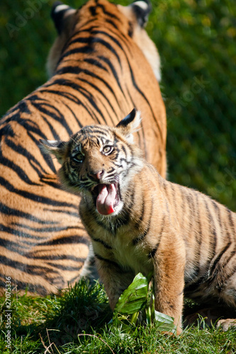 Fototapeta Naklejka Na Ścianę i Meble -  Tiger cub