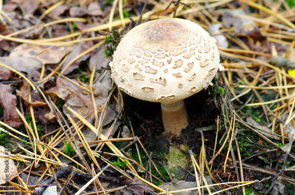 mushroom growing in the forest mushroom growing in the forest