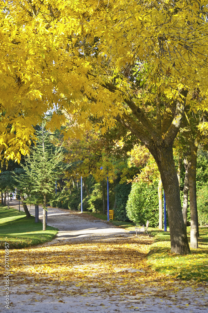 Naklejka premium Parque otoñal