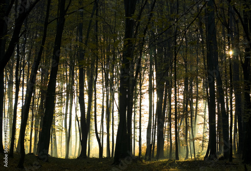 Jesienny las bukowy o poranku
