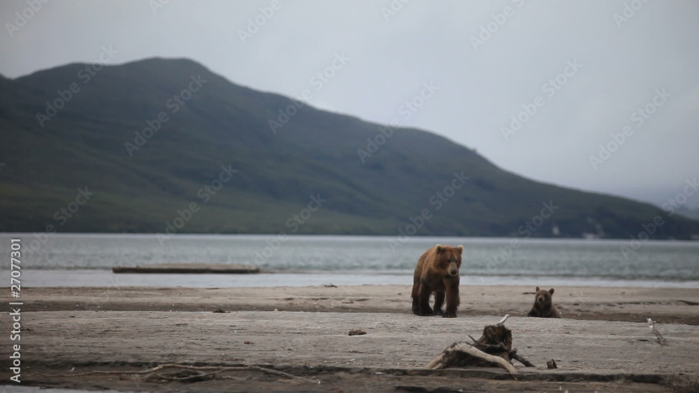 Brown bear. fisher Brown bear. fisher
