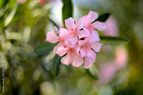 Nerium oleander
