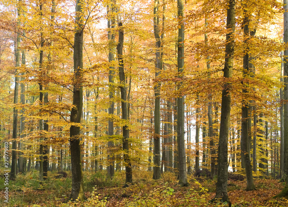 Obraz premium Jesienny las bukowy