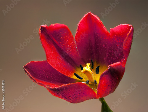 Tulip close up in water drops
