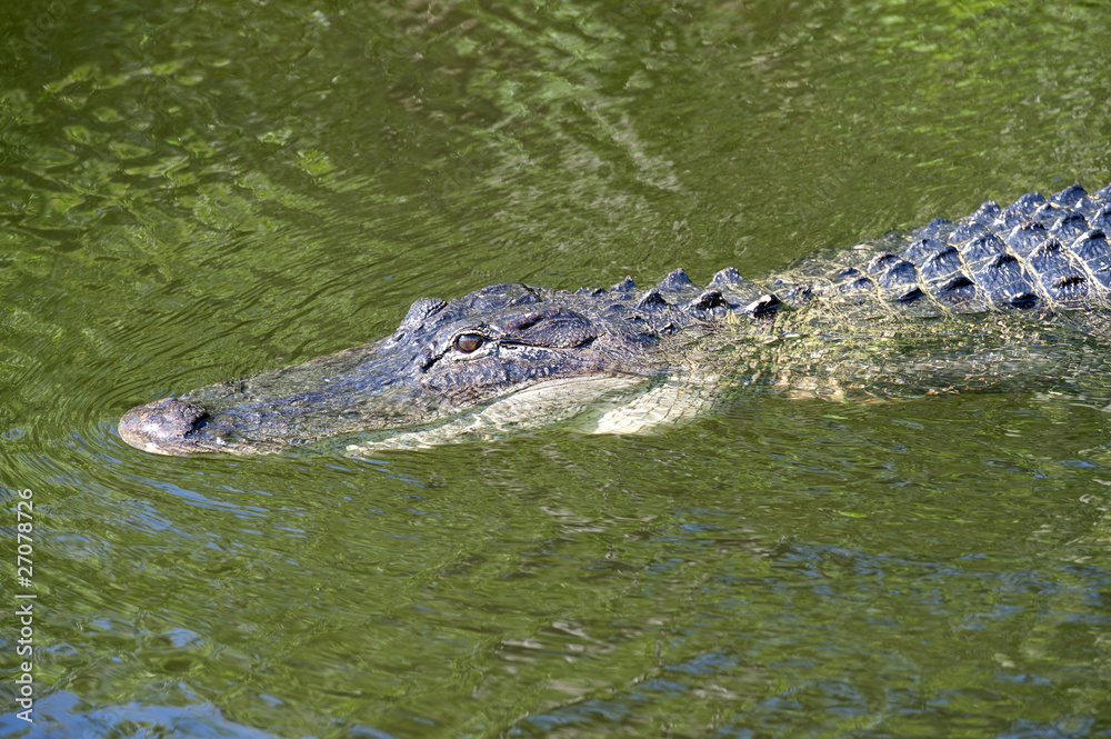 Everglades Everglades