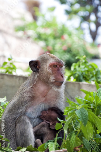 Hua Hin Monkey and baby © Antony McAulay