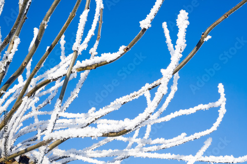 Snow branches © VanderWolf Images