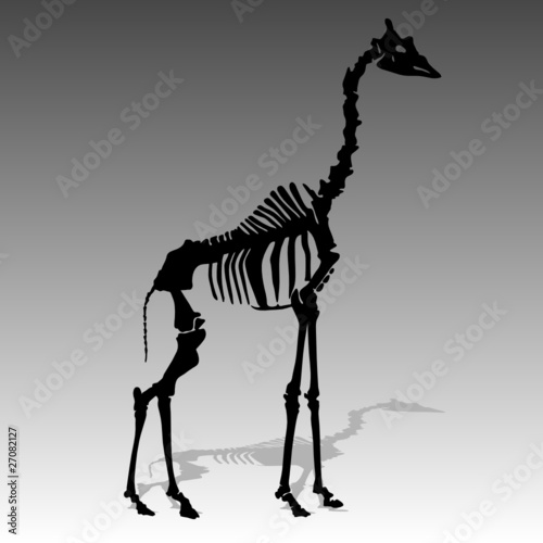 giraffe skeleton vector