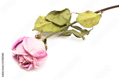 Fototapeta Naklejka Na Ścianę i Meble -  one dry roses