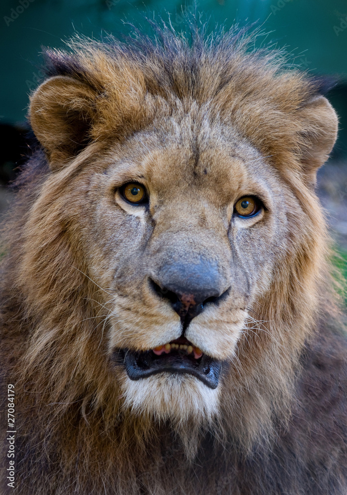 Fototapeta premium male lion