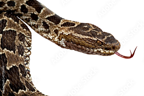 poisonous snake botrops photo