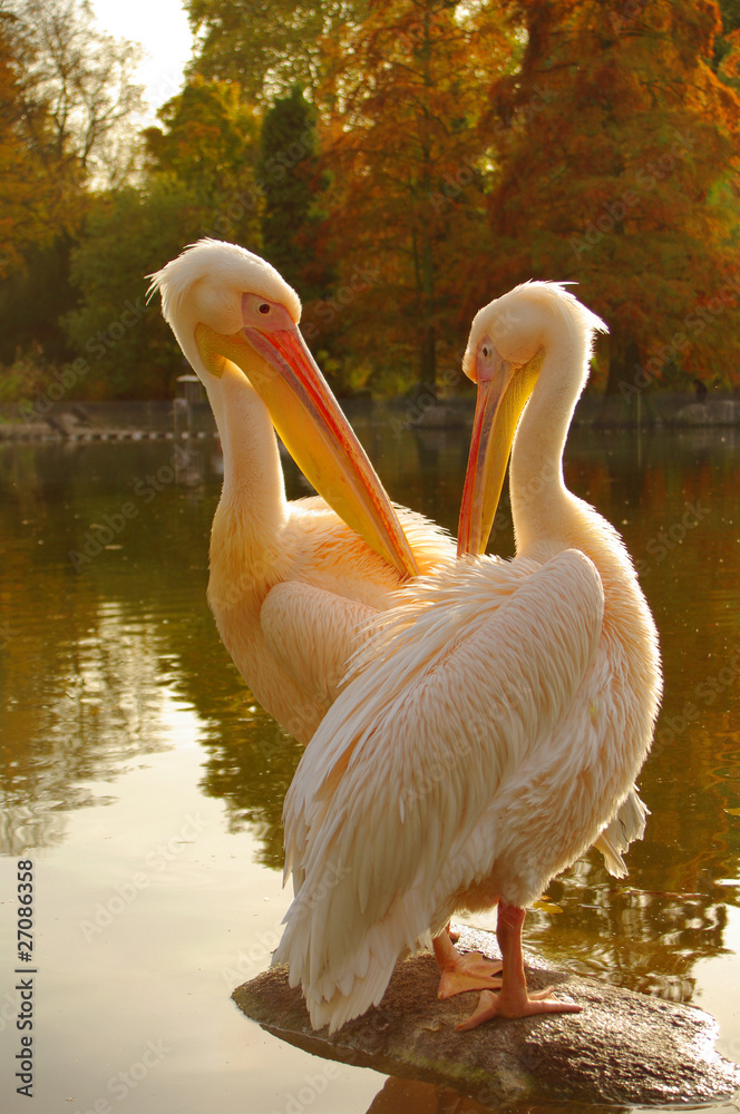 A couple of Rosy Pelicans at the Luise Park in Mannheim, Germany A couple of Rosy Pelicans at the Luise Park in Mannheim, Germany