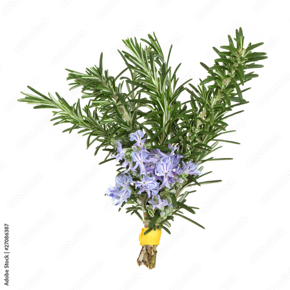 Obraz premium Rosemary Herb Flowers