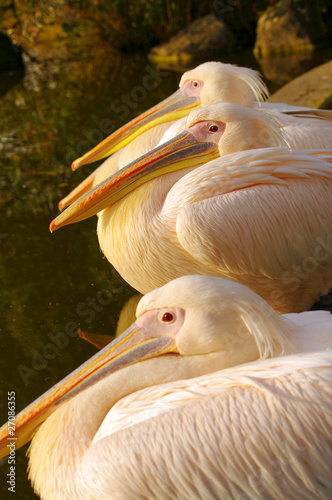 Rosy Pelicans at the Luise Park in Mannheim, Germany