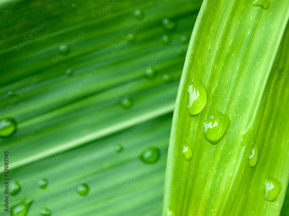 Naklejka premium Water drop on green leaves