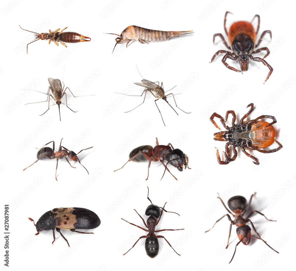 Pests and vermins on human and in humans homes. Stock Photo