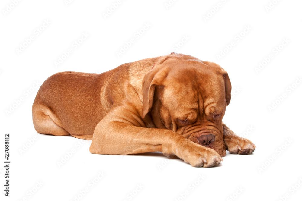 Dogue de Bordeaux (French mastiff) Dogue de Bordeaux (French mastiff)