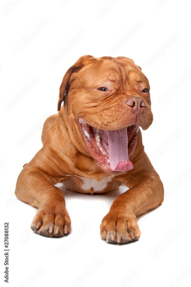 Dogue de Bordeaux (French mastiff) Dogue de Bordeaux (French mastiff)